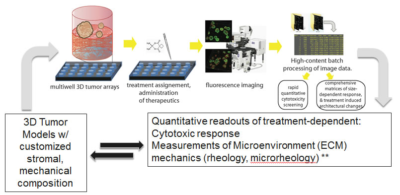 3D models and microrheology
